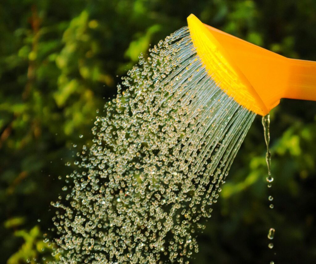 planten water geven